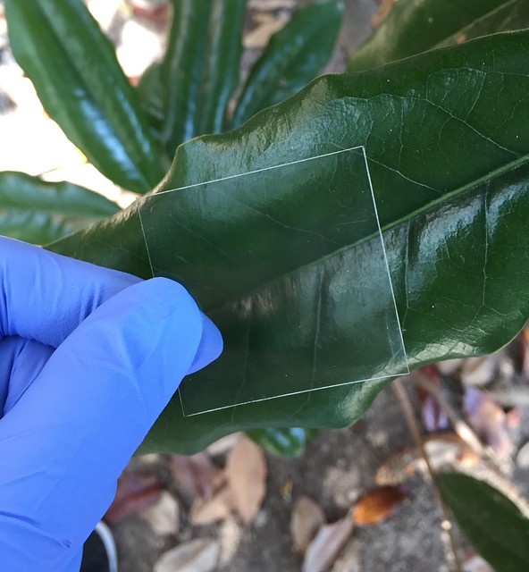 A gloved hand holding a sample of transparent wood.