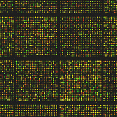 A mouse cDNA microarray containing approximately 8,700 gene sequences (derived from the Incyte GEM1 clone set). The microarray reflects the gene expression differences between two different mouse tissues.