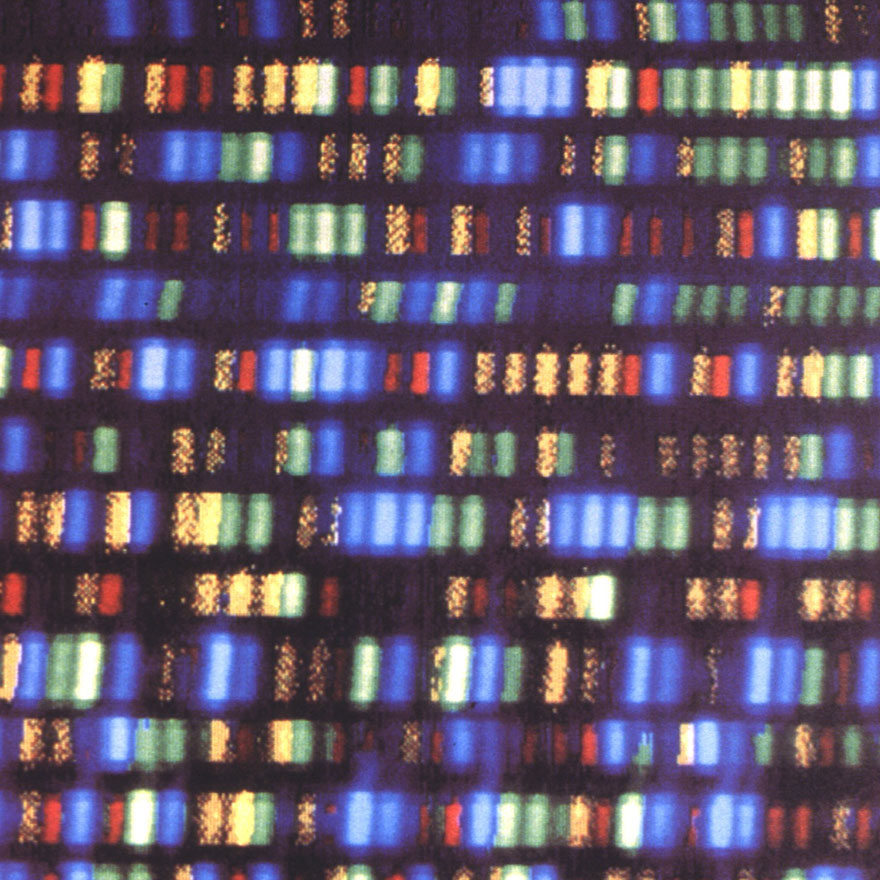 A colorful, computerized view of DNA bands.