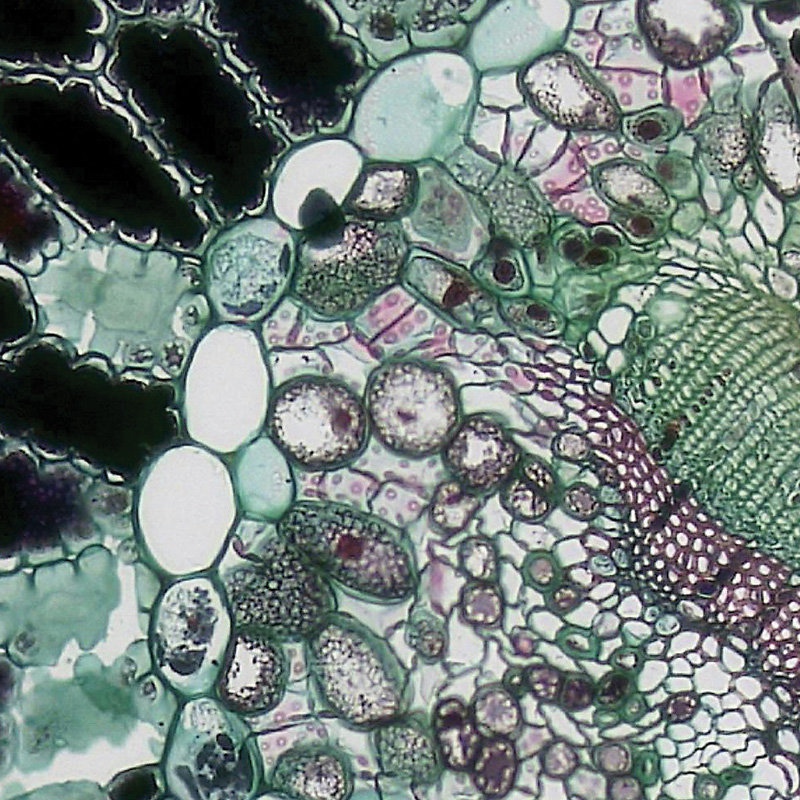 A microscopic image of a cell in shades of green and purple.